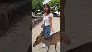 Miyajima island in Japan 🇯🇵 #indian #japantravel #travel #solotraveljapan  @ankitpurohitvlogs