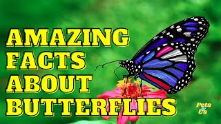 Facts You Might Not Know About Butterflies 🐰 | Facts About Butterfly 🦋 (2022) | Pets and Us