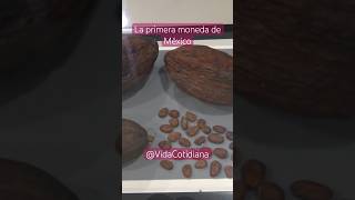 El cacao la primera moneda de México en el museo de moneda de Torreón Coahuila