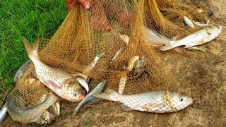 Traditional Catching Fish With A Cast Net| Fishing with a cast net| Best cast net fishing video| HD