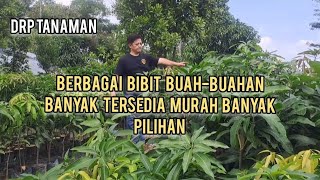 BERBAGAI  BIBIT  BUAT-BUAHAN  BANYAK  TERSEDIA  MURAH   BANYAK  PILIHAN