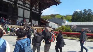 Kyoto nara - Japan 4/2018