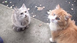 Friendly cats jumping from basement