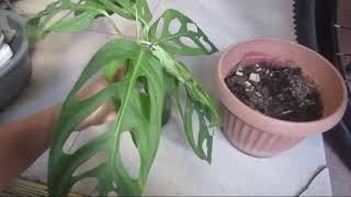 Monstera Adansonii   How to Propagate