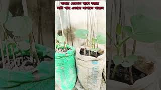 বস্তায় লাউ চাষ #কৃষি #naturefarming  #farming #garden