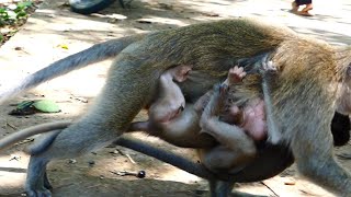 Ah Great Young Mommy!, Little Female Monkey Carries Two Babies Under And Above