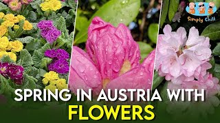 Spring In Austria With Flowers | Simply Chill | Spring Flowers | Austria