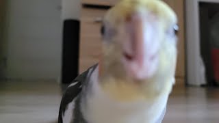 Happy curious cockatiel  #papugi #cockatiel