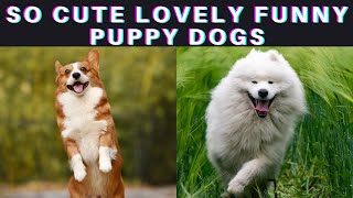 So Cute Lovely Funny Puppy Dogs #shorts #funnydoggydog #shortsvideo #youtubeshorts