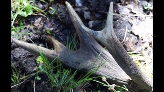 Red Deer antler in spring forest