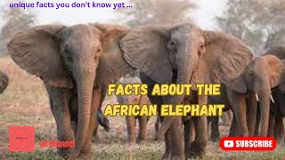 6 Facts about the African Elephant, Unique facts you don't know yet…