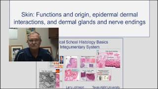 Skin Functions and Origins