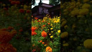 Marigold | #flowers#flower#marigoldplant#viralshort #respect #love #trending #song #fyp #fypyoutube