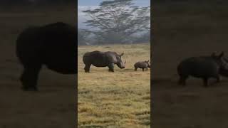 A fighting between Rino vs hyena #shorts #hyenavsrino