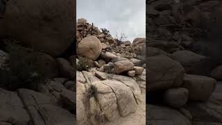 A Stroll Down Barker Dam Trail - Joshua Tree National Park