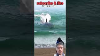 shark😯#ytshorts #trending #ocean #surfing #beach