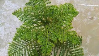 how to repot Araucaria plant | how to grow Christmas tree | care of Christmas tree #christmastree