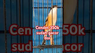 Buka kerodong langsung gacor #cendetprestasi #cendeterssitubondo #cendetgacor #cendet