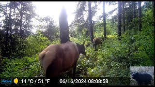 Elk Herd With Calf in Front of Our Trail Camera