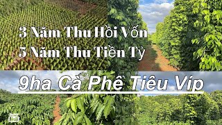 (Đã Bán)) gấp nông trại cafe tiêu nguồn thu mạnh địa thế đất đẹp đất đỏ bazan đuong đi thuận tiện