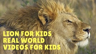 LIONS: Animals for children. Kids videos. Kindergarten | Preschool learning