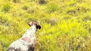 Heidi on pair of Red Grouse Central Scotland 2021