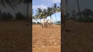 Plowing with 5 row cultivator