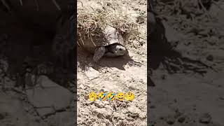 کیشف #youtubeshorts #viral #quetta # Balochistan #animals  #animal