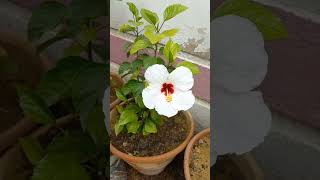 Red eyed chinarose #beauty #shorts #satisfying #nature #viral