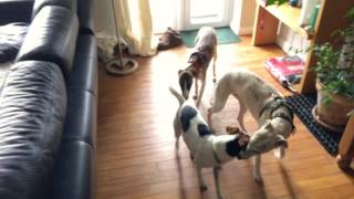 Whippets meet the Jack Russel