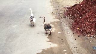 Swans (Raj Hash) In An Urban Street 🐦