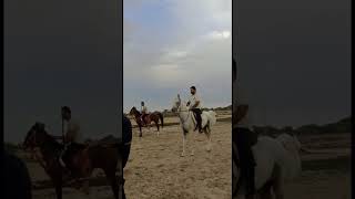 Tent pegging in dubai   #shorts #short #horseriding #tentpeggong #UAE