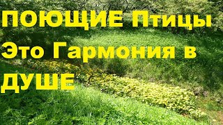 ПЕНИЕ ПТИЦ ИСЦЕЛЯЕТ-(АНОНС ВИДЕО)-ПОЛНАЯ ВЕРСИЯ НА НОВОМ КАНАЛЕ