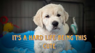 day in the life with 5 golden retriever puppies (C&C litter)