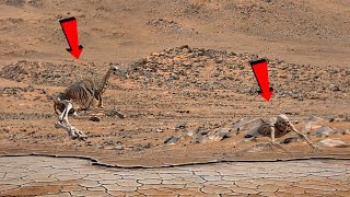 NASA's Mars Rover Perseverance Shared Spectacular Shocking Footage of Mars - Sol 1153 | Mars Footage