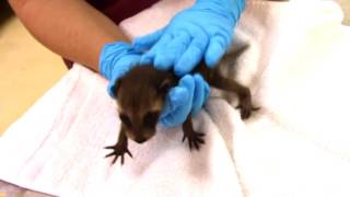 Baby Raccoon Feeding (16-3833)