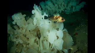 Strait of Georgia and Howe Sound Glass Sponge Reef Initiative