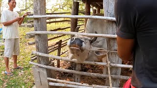 Cows scaring and Jumping