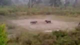 Rhino Fight