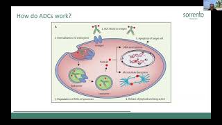 Sorrento STI-6129 ADC Initial Human Study Update 02/20/2021