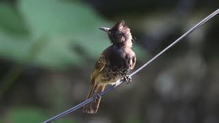 #redventedbulbul #making #balance on an electrical wire #birds #birdslife #birdsvideo #4k