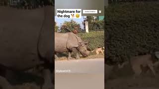 Imagine waking up to something like this.! | #rhino #dogshorts #shorts @VirHut1419 #subscribe