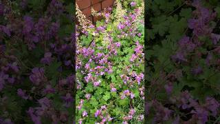 Rain or shine the Geraniums are always full of bees