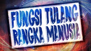 Fungsi Tulang Rangka Manusia