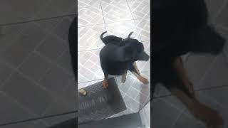 Arrumei um gato para fazer companhia para meu cachorro da raça Rottweiler. Será que deu ruim?!?