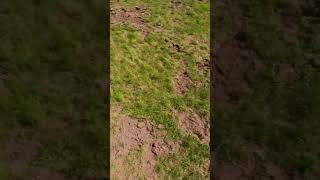 FPV FREESTYLE COUNTRYSIDE #shorts