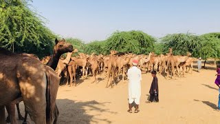 5k camels at my Pakistani farm