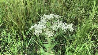 Eupatorium