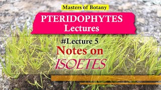 Lecture 5 | Isoetes (Quill worts) Life Cycle | Pteridophyta Lecture Notes