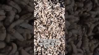 How to get started with black soldier fly maggot production in Nigeria/Africa